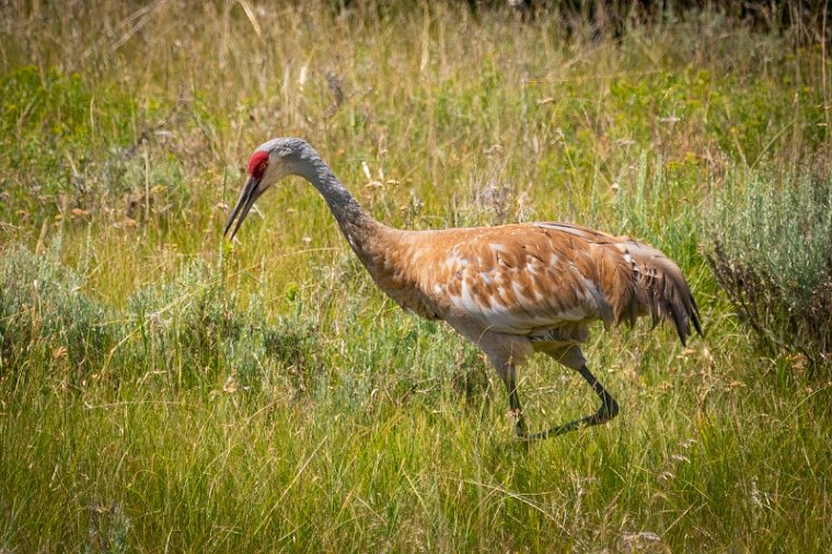 056 canadese kraanvogel.jpg